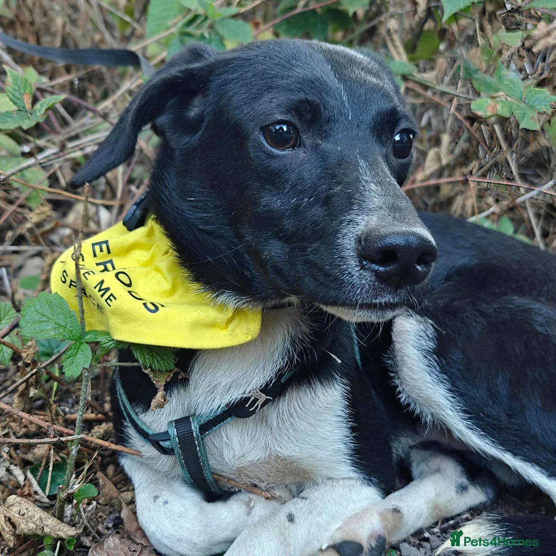 Mixed Breed dogs for adoption: Digit, adorable boy looking for a family - Advert 2