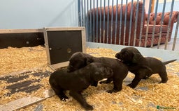 Cockerdor dogs for sale: COCKERDOR PUPS - Image 4