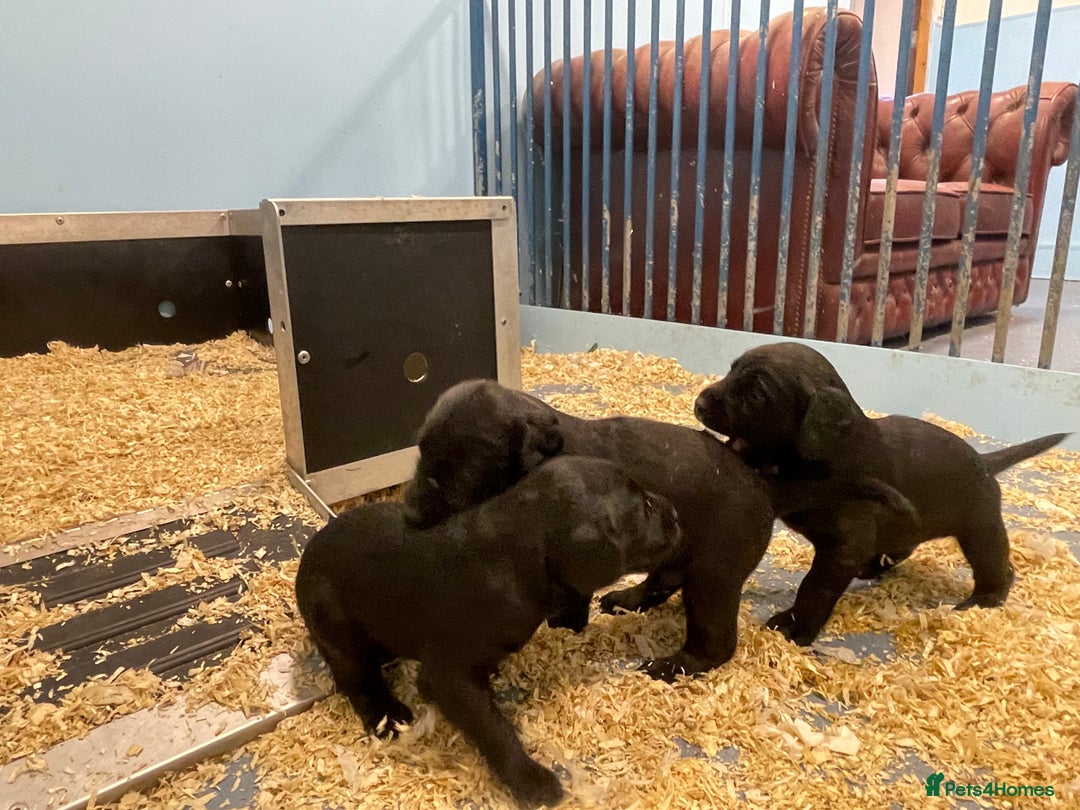 Cockerdor dogs for sale: COCKERDOR PUPS - Image 4