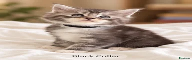Maine Coon 4