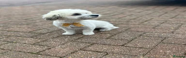 Roco! 
