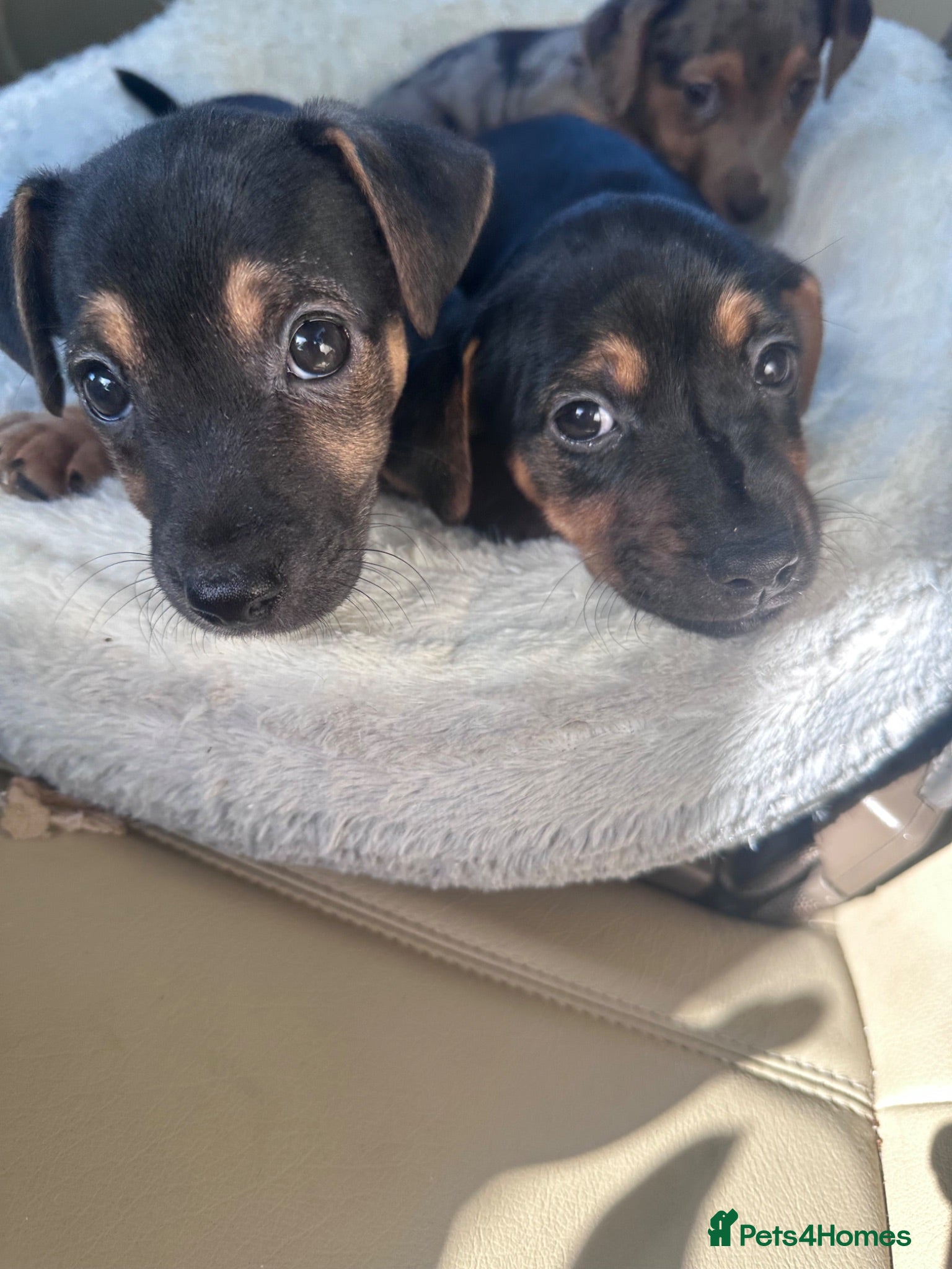 Jack Russell dogs Two beautiful pups looking for their forever homes - Advert 2