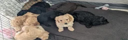 Labradoodle dogs for sale: labradoodle puppies for sale  in Northampton - Advert 6