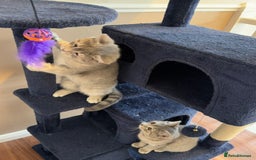 British Shorthair cats for sale: Beautiful British Shorthair Kittens - Ready Now - Advert 11