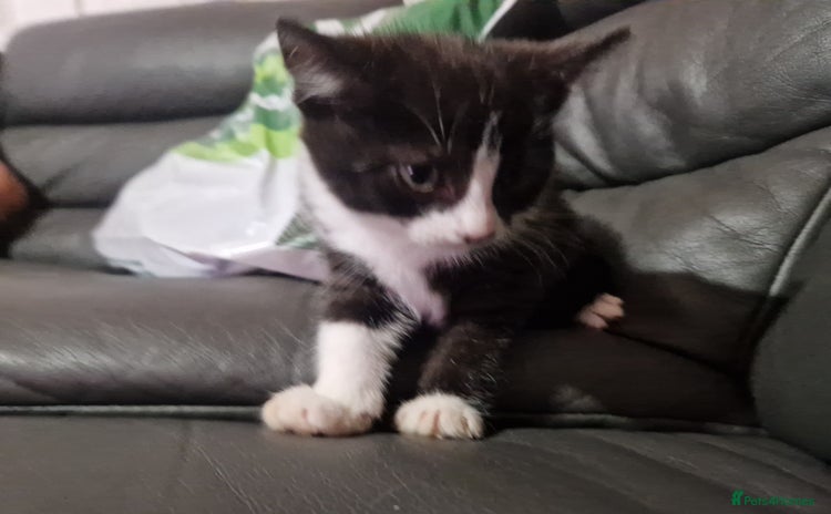 Mixed Breed cats - Advert 14