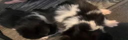 Mixed Breed cats for sale: Beautiful fluffy kittens  - Advert 23