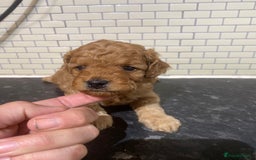 Toy Poodle dogs for sale: Toy Poodle Pups 5 🌟 Council License  - Image 12