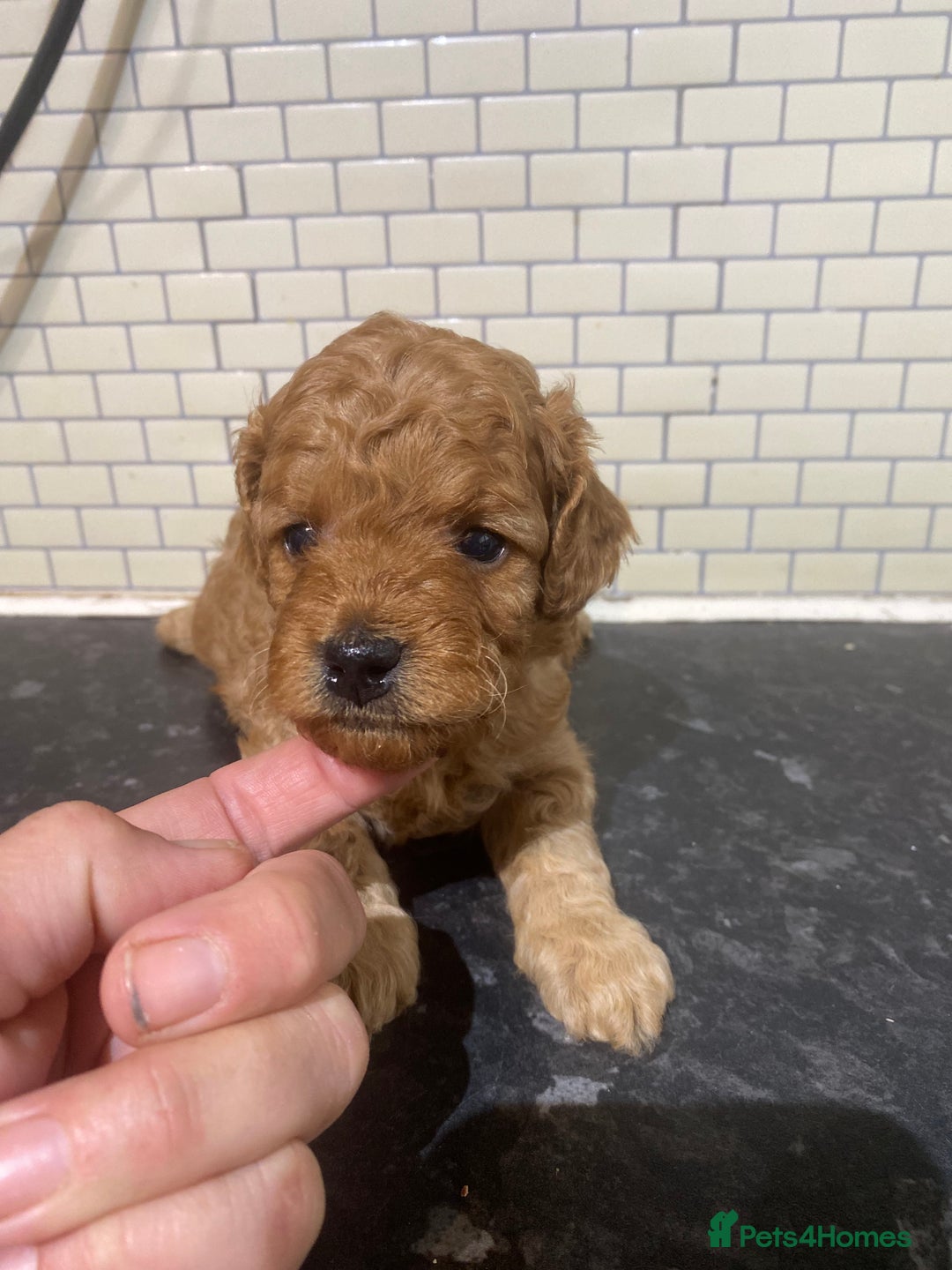 Toy Poodle dogs for sale: Toy Poodle Pups 5 🌟 Council License  - Image 12