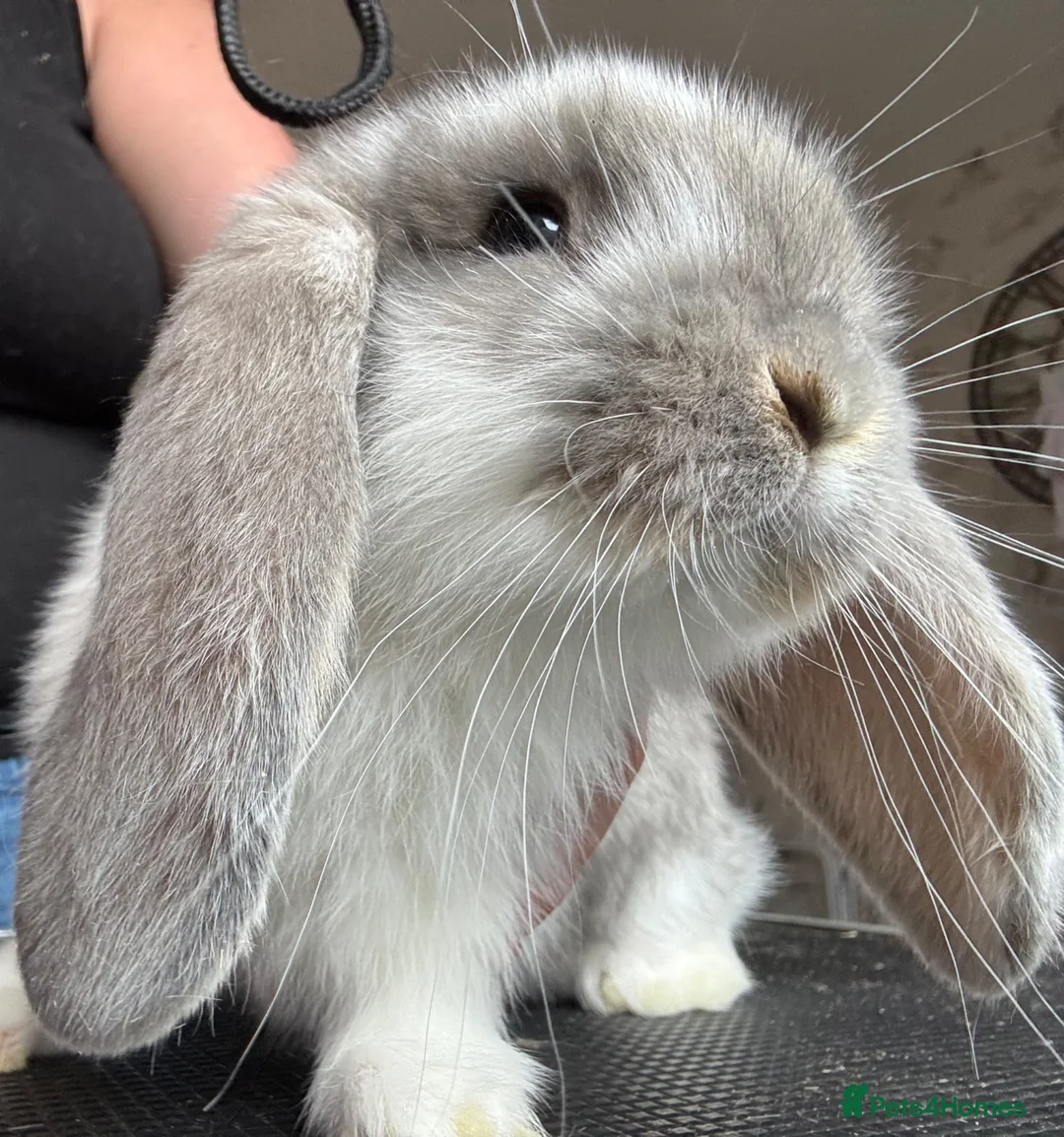 French Lop rabbits for sale: Two French lops - Advert 1