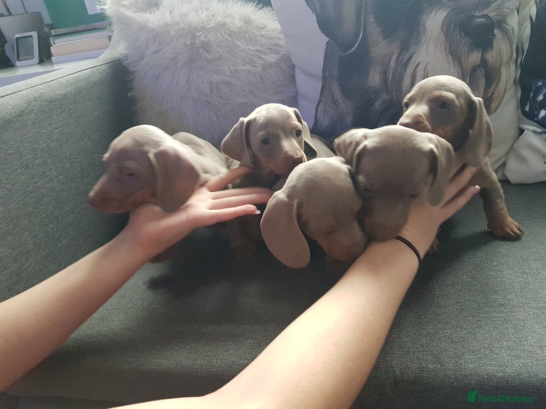 Miniature Dachshund dogs for sale: Miniature dachshund  - Advert 22