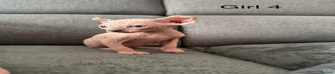 Sphynx Kitten 5