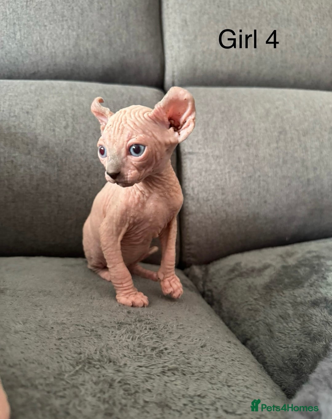 Sphynx cats for sale: Elf kittens 🔥🔥🔥 - Image 4