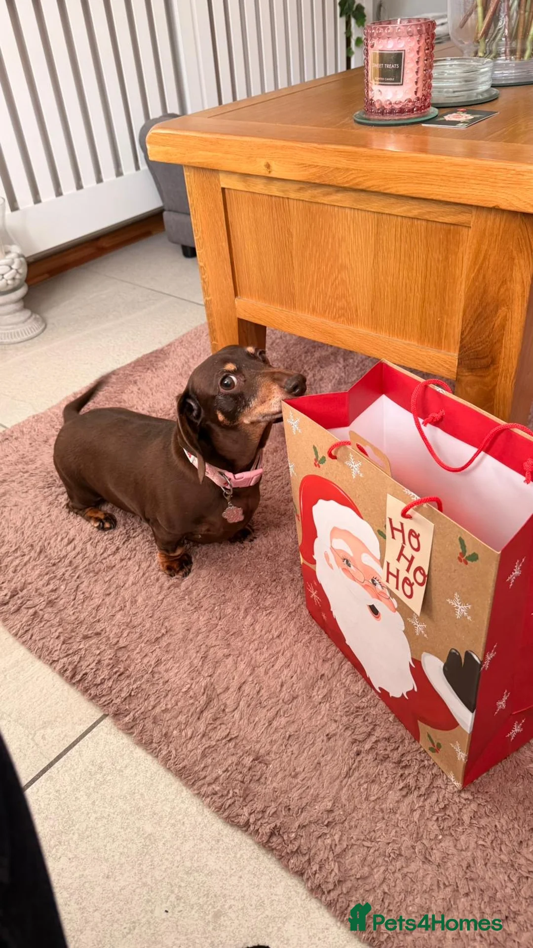 Miniature Dachshund dogs for sale: **FREE** beautiful neutered female mini dachshund  - Advert 4