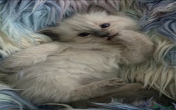 Ragdoll cats for sale: Stunning Ragdolls  - Image 21