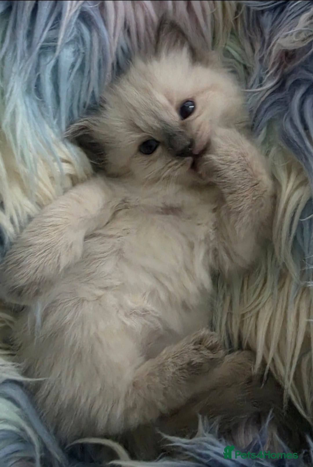 Ragdoll cats for sale: Stunning Ragdolls  - Image 21