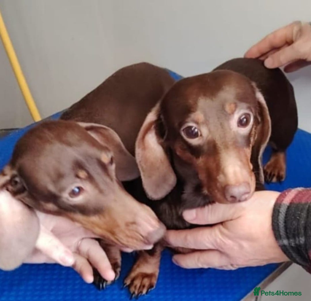 Miniature Dachshund dogs for sale: Stunning Miniature Dachshund Puppies 2 Week Old - Advert 15