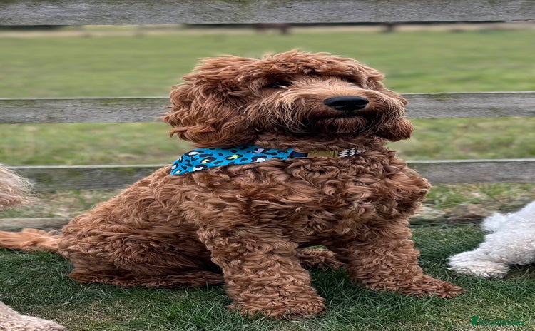 Cockapoo dogs - Advert 2