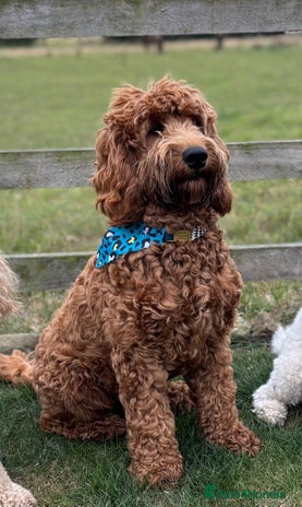 Cockapoo dogs - Advert 2
