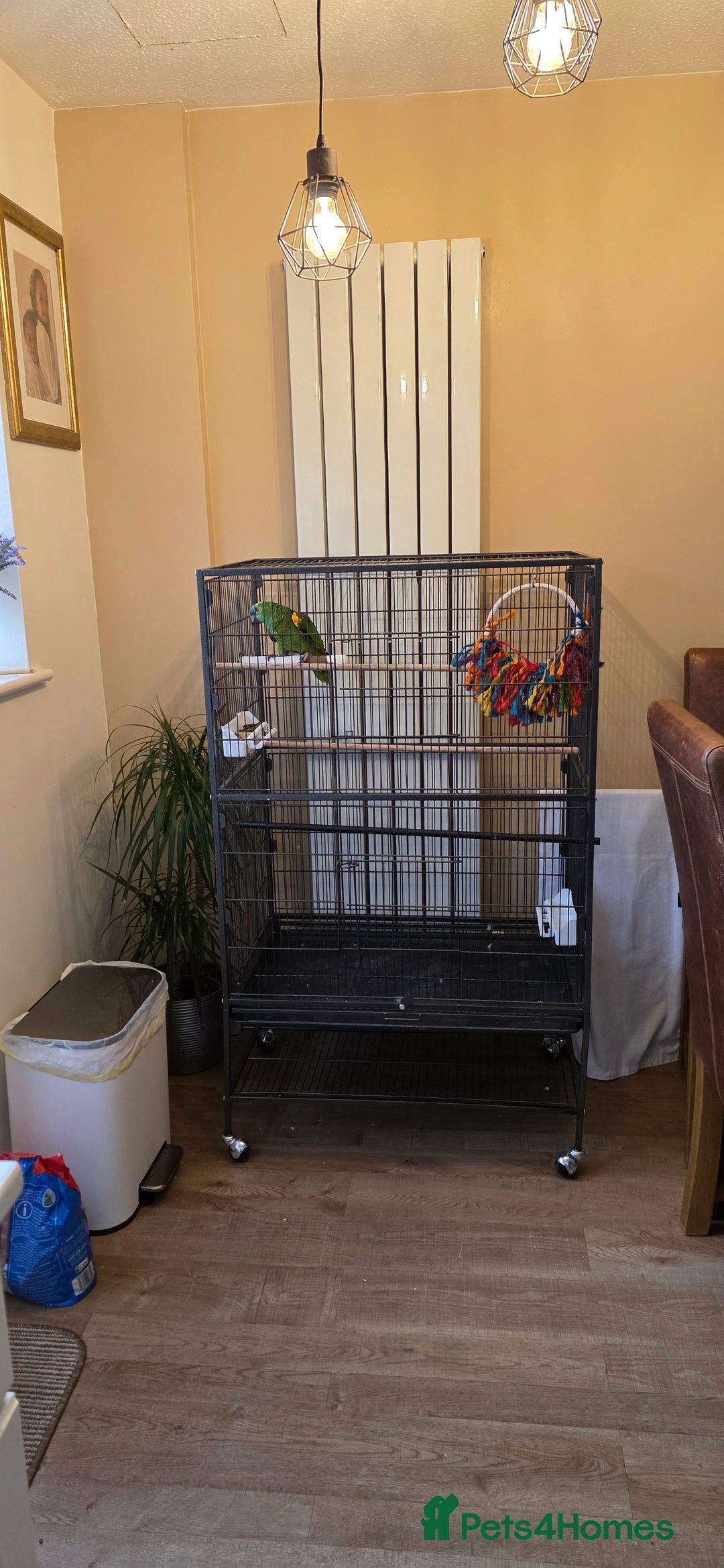 Parrots birds for sale: Yellow Headed Amazon Parrot   - Advert 7