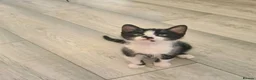 Mixed Breed cats for sale: 4 adorable kittens  - Advert 13