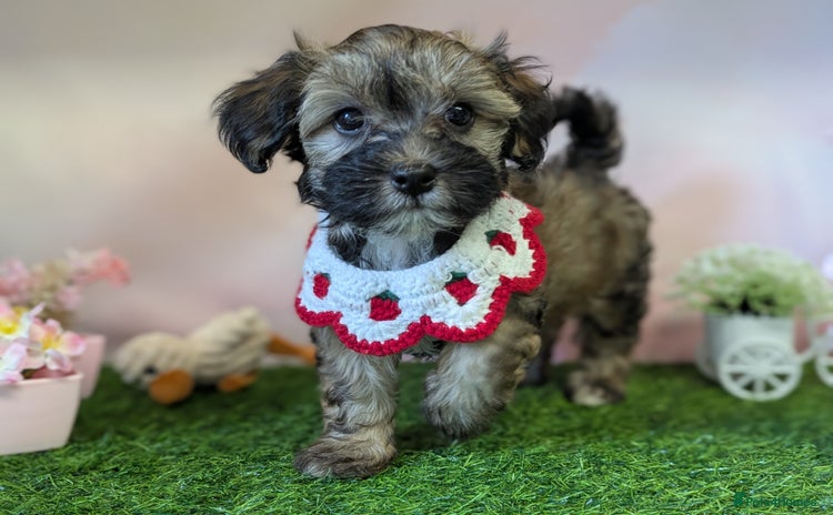 Havanese dogs - Advert 1