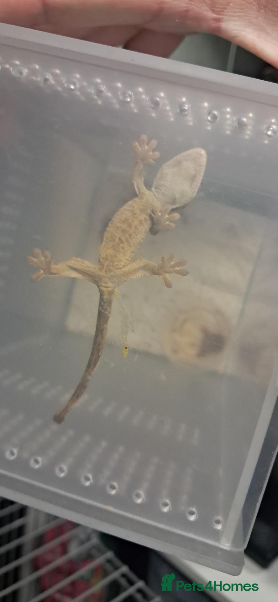 Gecko reptiles Crested gecko  - Advert 9