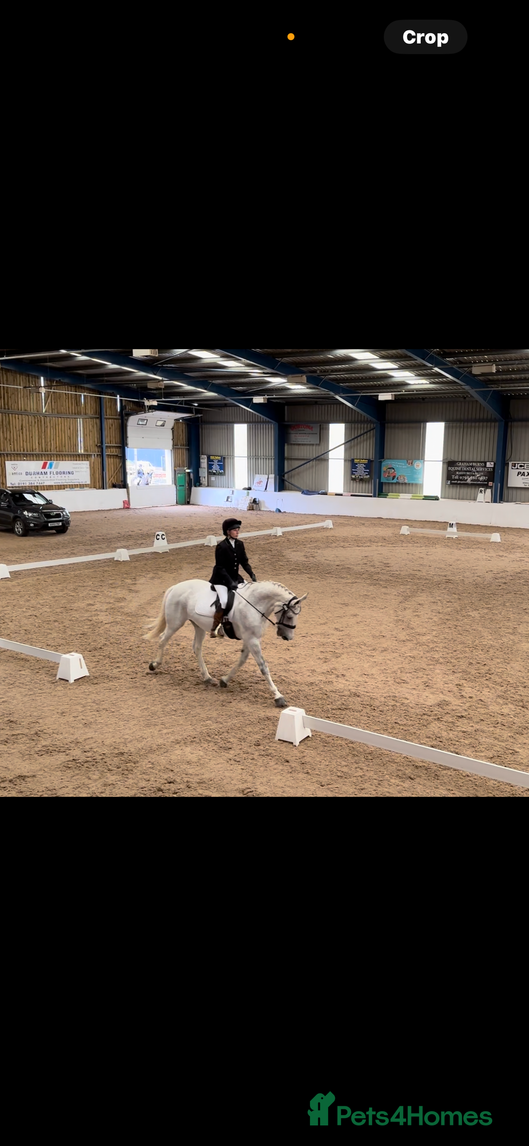 English Warmblood horses for sale: 16hh Schoolmistress  - Image 3