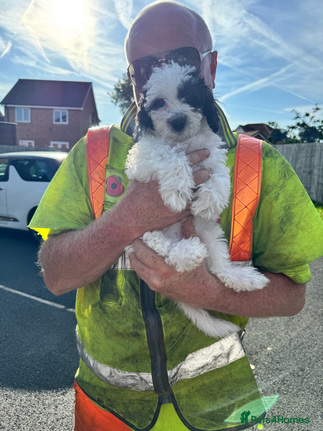 Shihpoo dogs for sale: Shihpoo girl  - Image 2