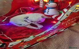 Ragdoll cats for sale: 8 beautiful ragdolls ready for Christmas 🎁 - Advert 24