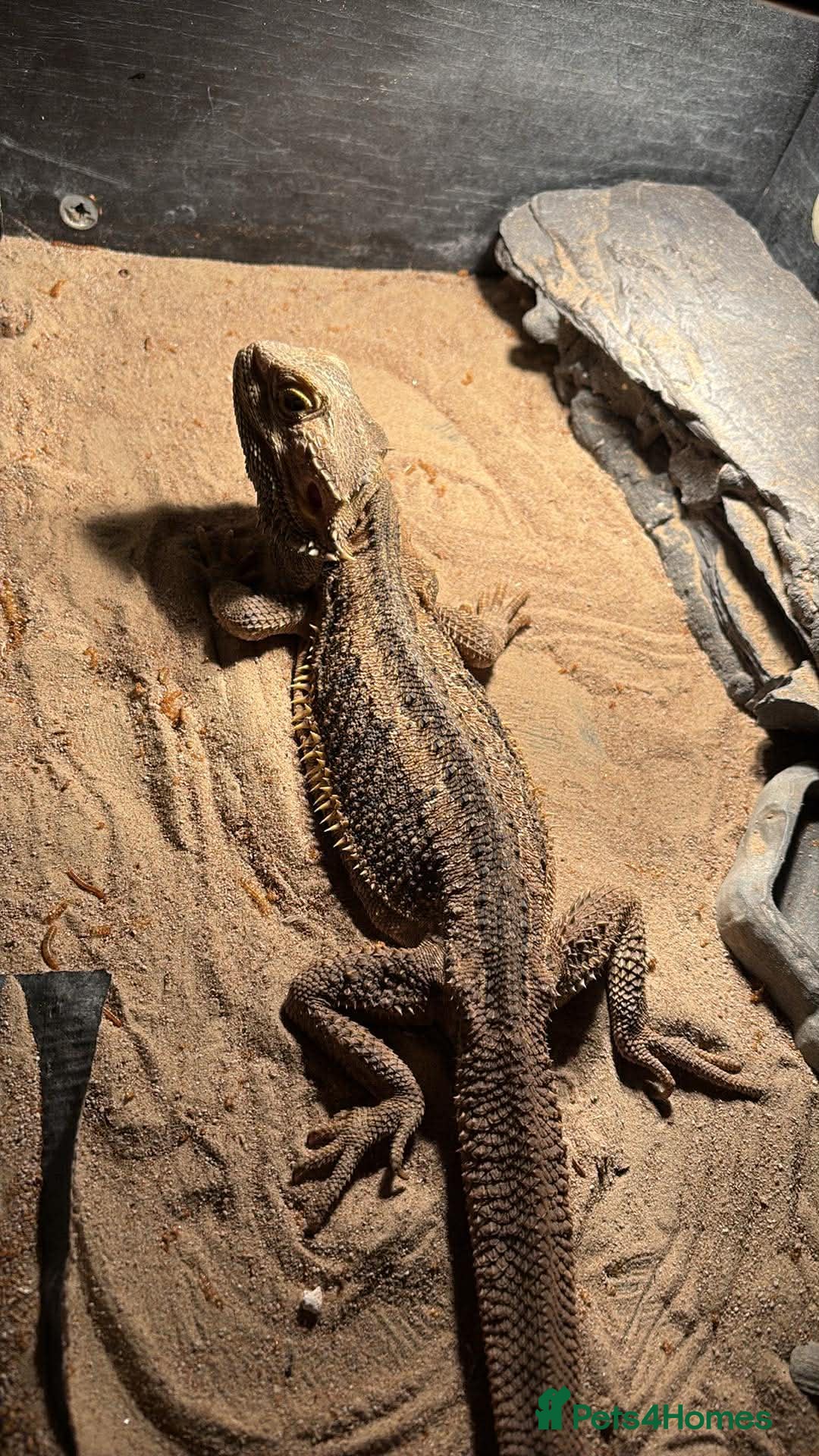 Bearded Dragon reptiles for sale: Bearded Dragon For Sale  - Advert 2