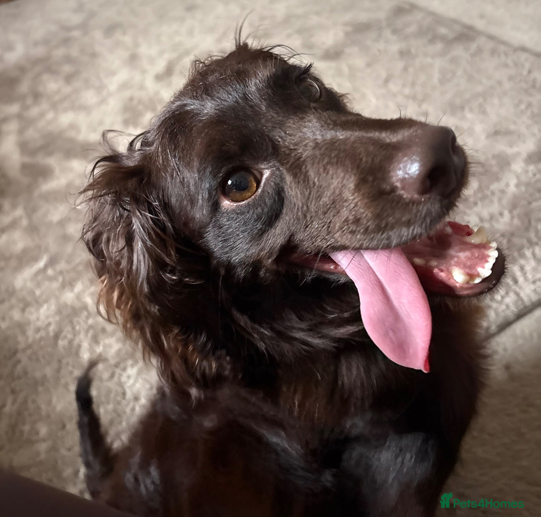 Cockapoo dogs 2 year old cockapoo female - Advert 1