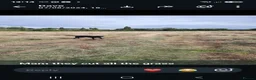 Labrador Retriever dogs for stud: Michelle Howard  in Stockton-on-Tees - Advert 2