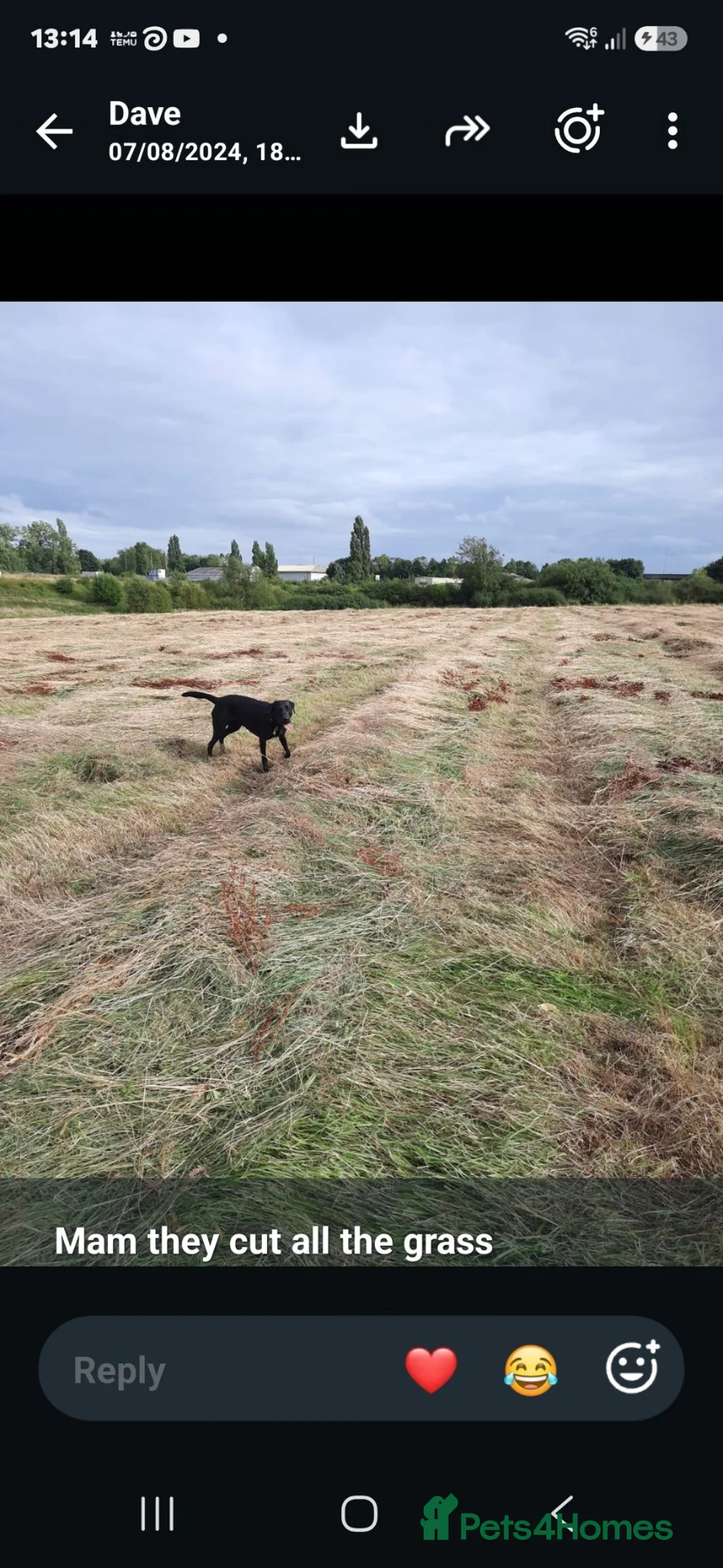 Labrador Retriever dogs for stud: Michelle Howard  in Stockton-on-Tees - Advert 2