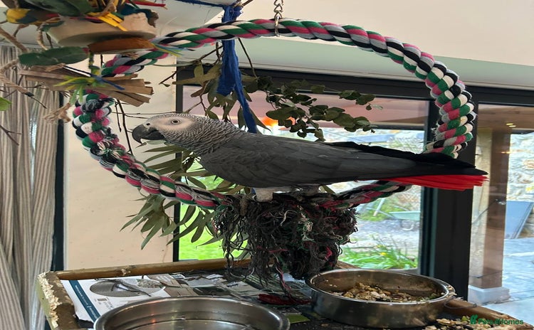 Parrots birds - Advert 5