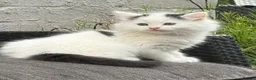 Domestic Shorthair cats for sale: Kittens x5 in Goole - Advert 3