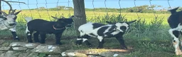 Goats livestock for sale: 2x PygmyX. 1 female and 1 male (castrated)  - Advert 5