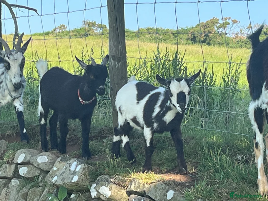 Goats livestock for sale: 2x PygmyX. 1 female and 1 male (castrated)  - Advert 5