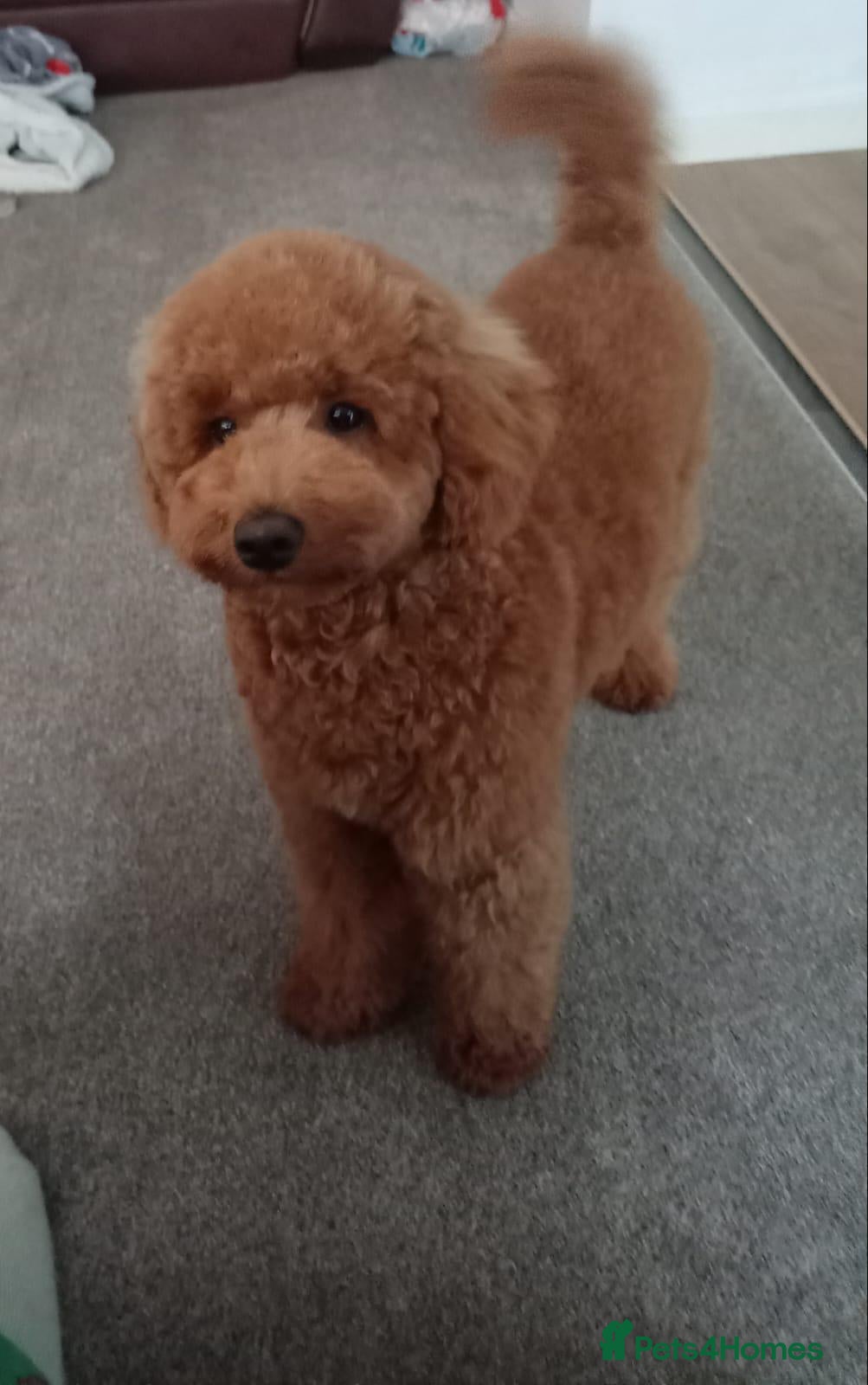 Goldendoodle dogs F1B MINI/MEDIUM GOLDENDOODLES FULL HEALTH CHECKED  - Advert 1