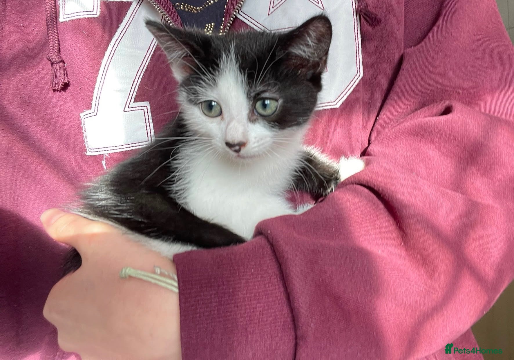 Mixed Breed cats READY NOW Beautiful part British blue kittens  - Advert 11