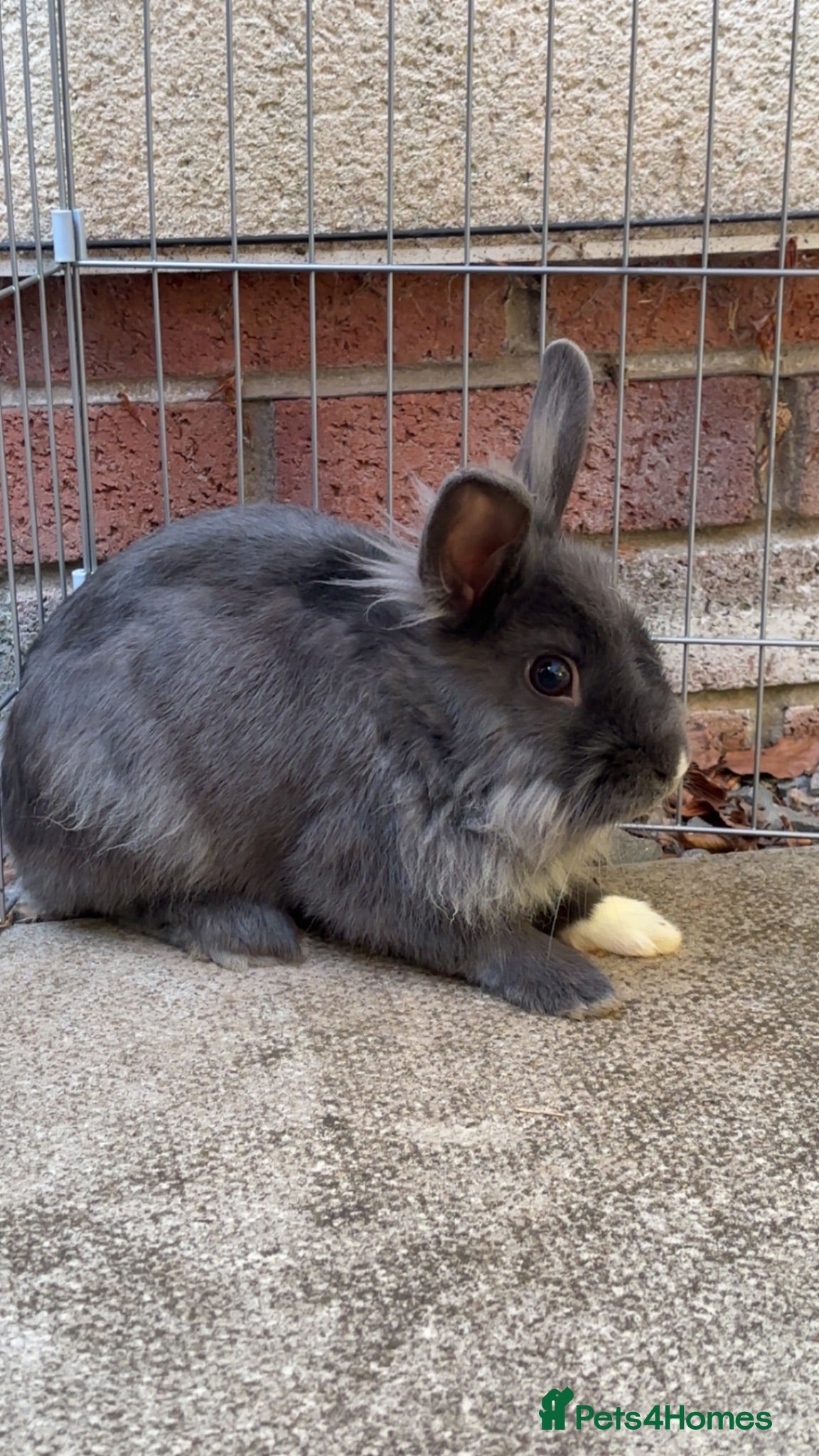 Mixed Breed rabbits Lionhead x Dutch  - Advert 1