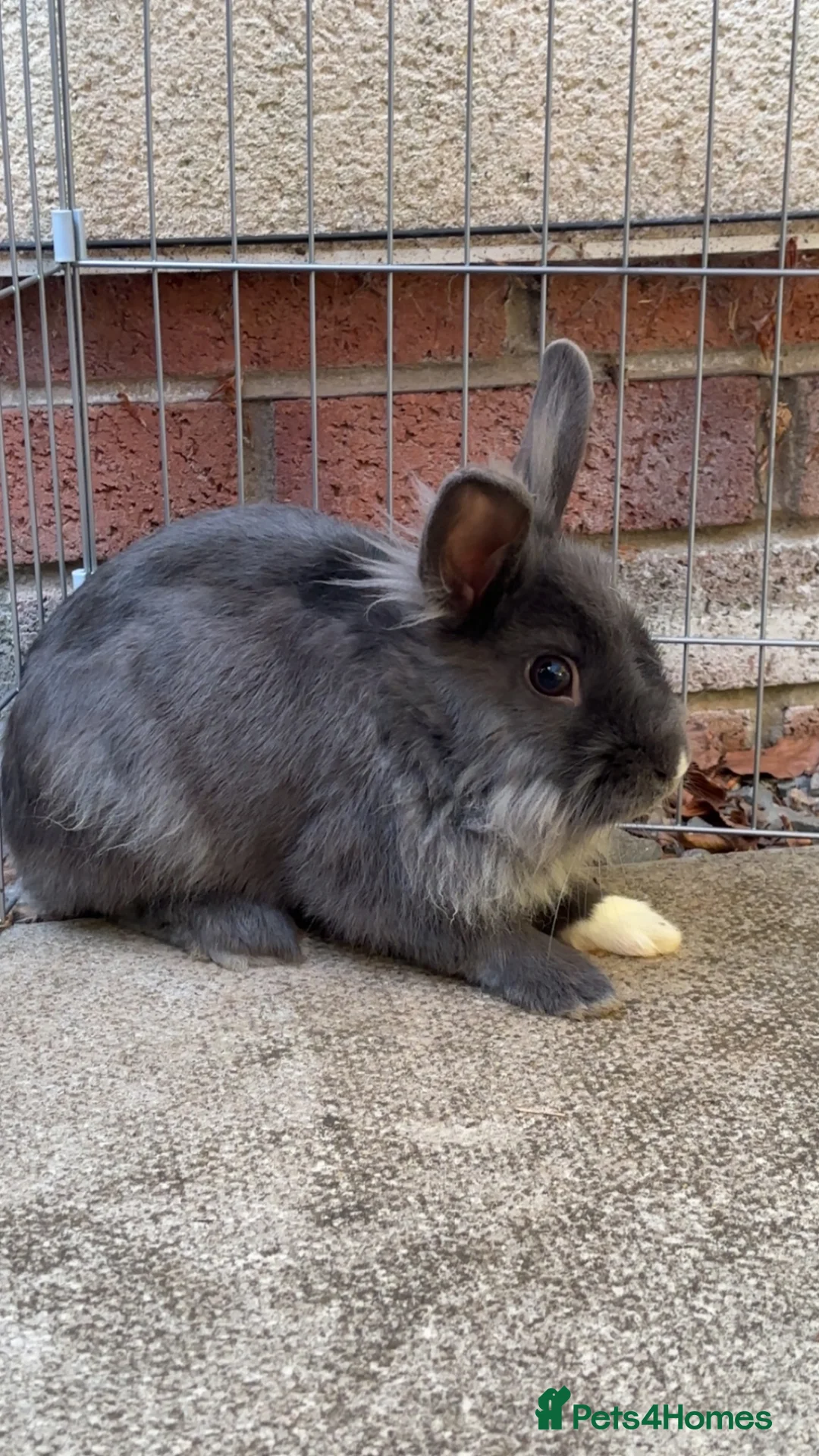 Mixed Breed rabbits for sale: Lionhead x Dutch  - Advert 1