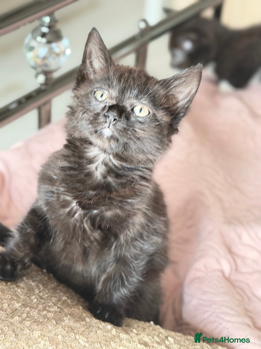 British Shorthair cats for sale: Purr-fect  **  Kittens Ready for new home - Advert 22