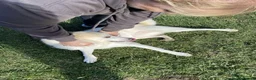 Mixed Breed dogs for adoption: Bizzy for adoption in Leighton Buzzard - Advert 6