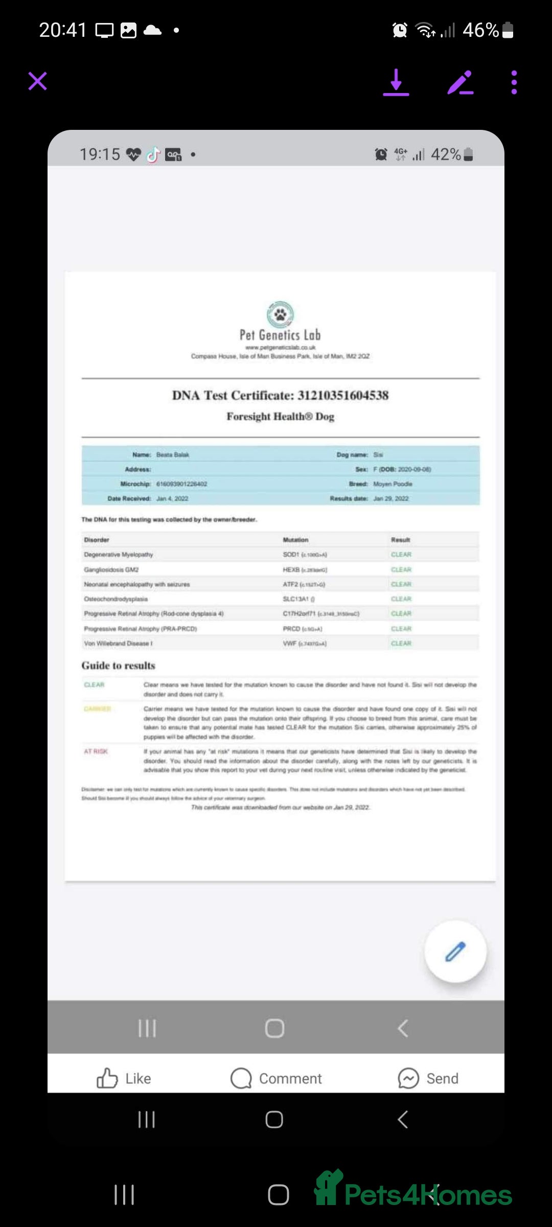 Miniature Poodle dogs for stud: Toy poodle stud dog - Advert 3