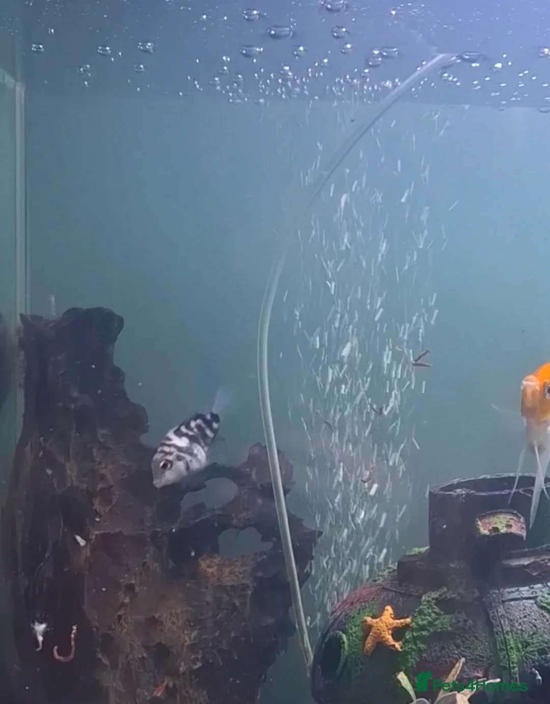 Cichlids fish for sale: Polar Blue Parrot Cichlids  - Advert 4