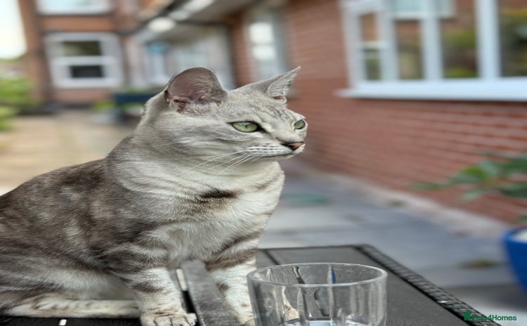 Bengal cats 2 year old female neutered bengal for sale  - Advert 1