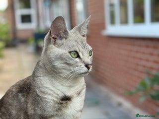 Bengal cats 2 year old female neutered bengal for sale - Advert 1