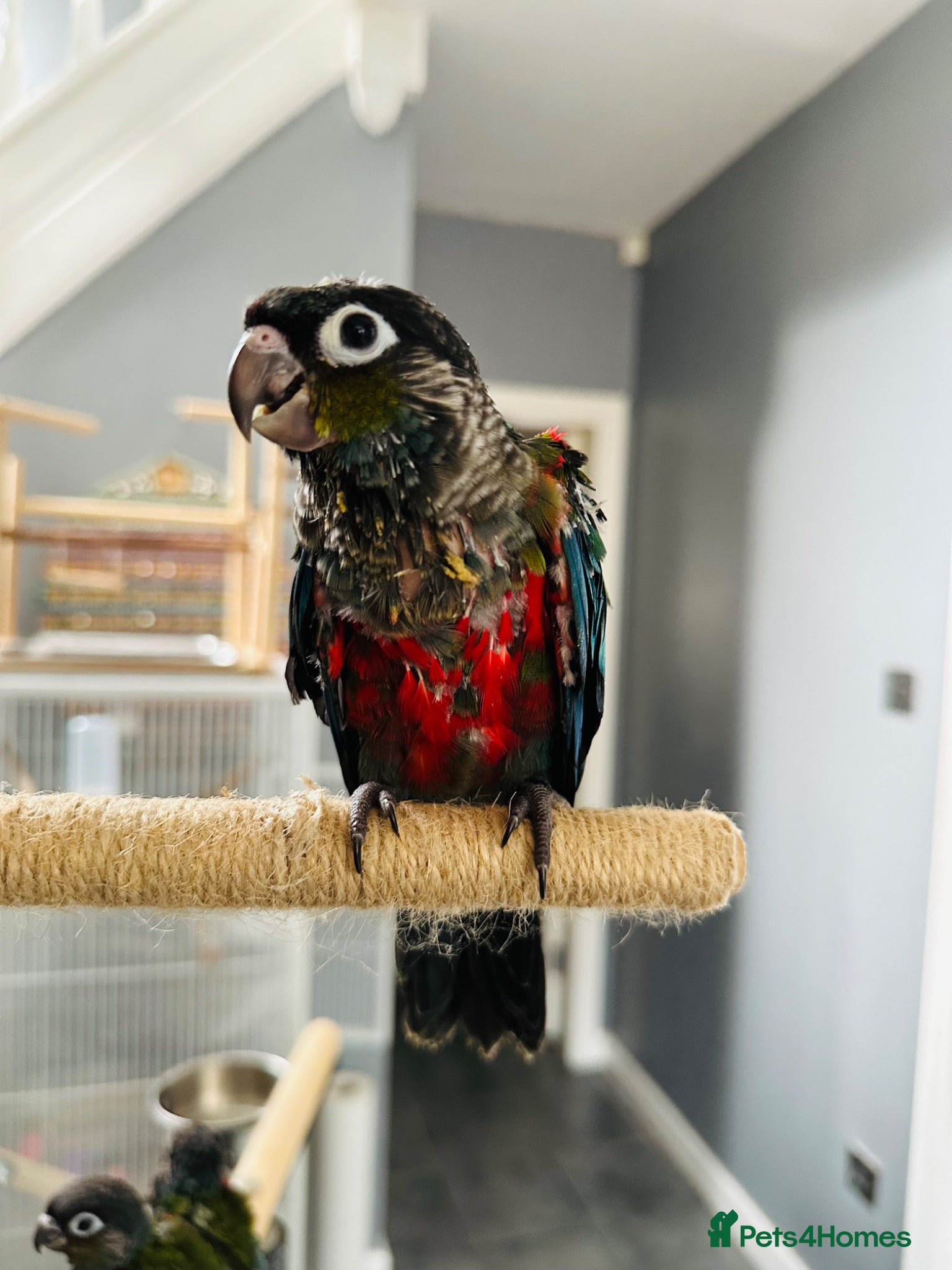 Conures birds Super Tame Baby Parrot Conures - Advert 2