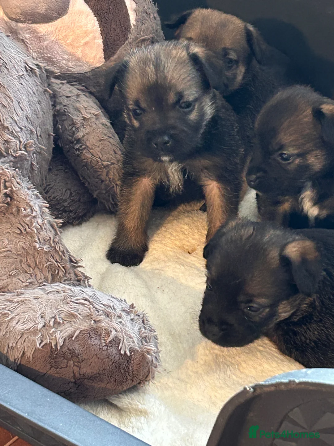 Border Terrier dogs for sale: KC reg Border terrier puppies  - Advert 1