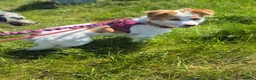 Mixed Breed dogs for adoption: SARA! - Advert 18